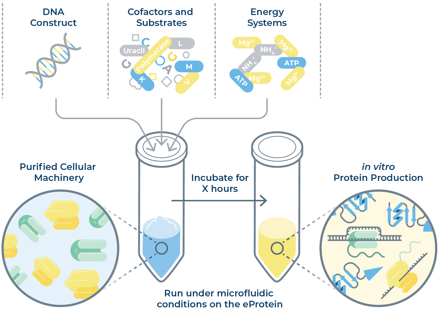 cell-free-protein-synthesis-graphic_22_1400x1000px