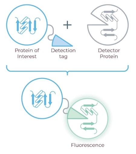 protein-detection-image