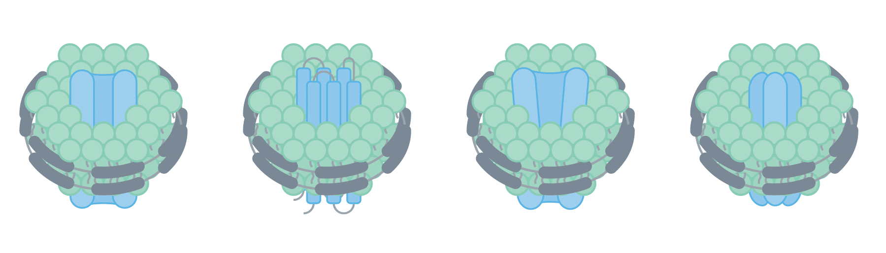 illustration of 4 different types of membrane protein within nanodisc. Enzyes, GPCRs, Transporters and Ion channels