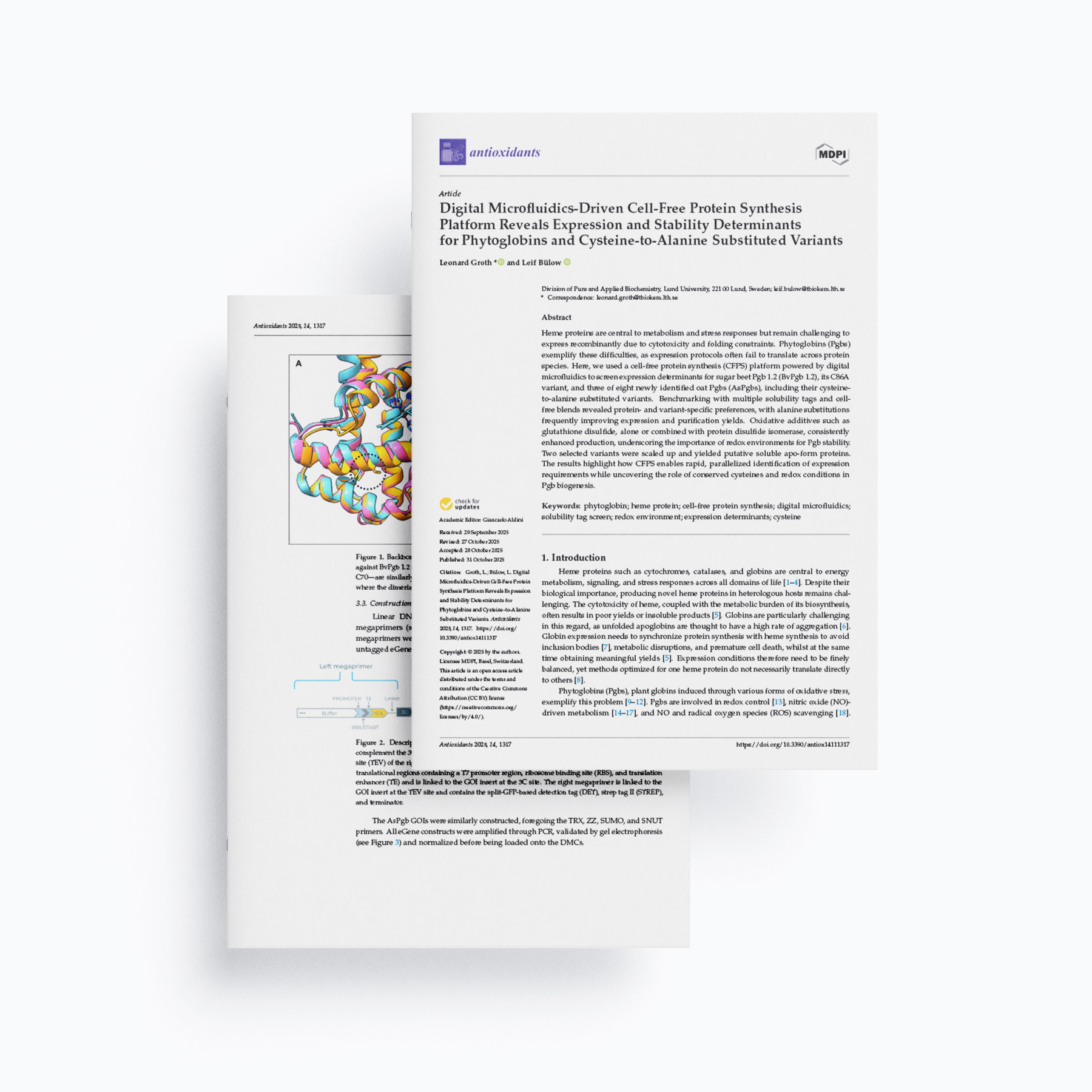 Digital Microfluidics-Driven Cell-Free Protein Synthesis Platform Reveals Expression and Stability Determinants for Phytoglobins and Cysteine-to-Alanine Substituted Variants