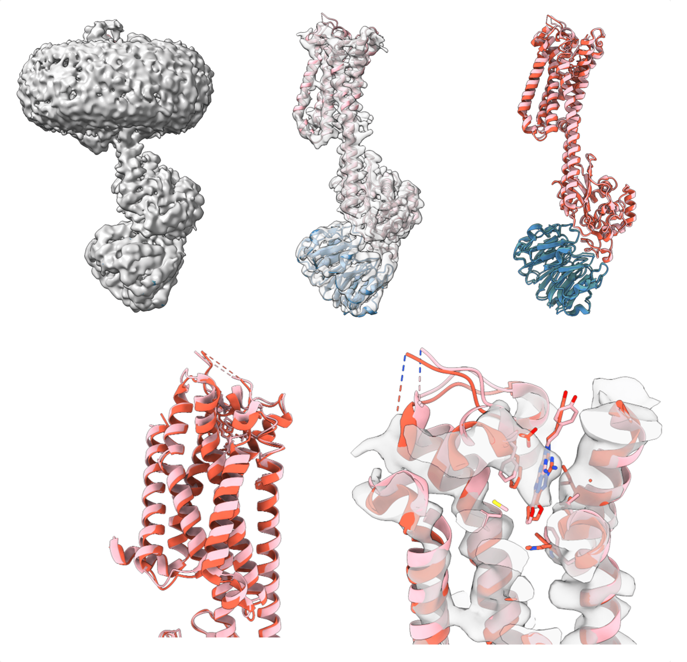 Cryo-EM structure of an antagonist-bound human A₂A receptor produced using cell-free protein synthesis and lipid nanodiscs. Figure credit: From Guilliam, et al., “Rapid Production and Cryo-EM Structure Determination of GPCR-Nanodisc Complexes via Cell-Free Synthesis. [Pre-print]” bioRxiv (2026). Used with permission.